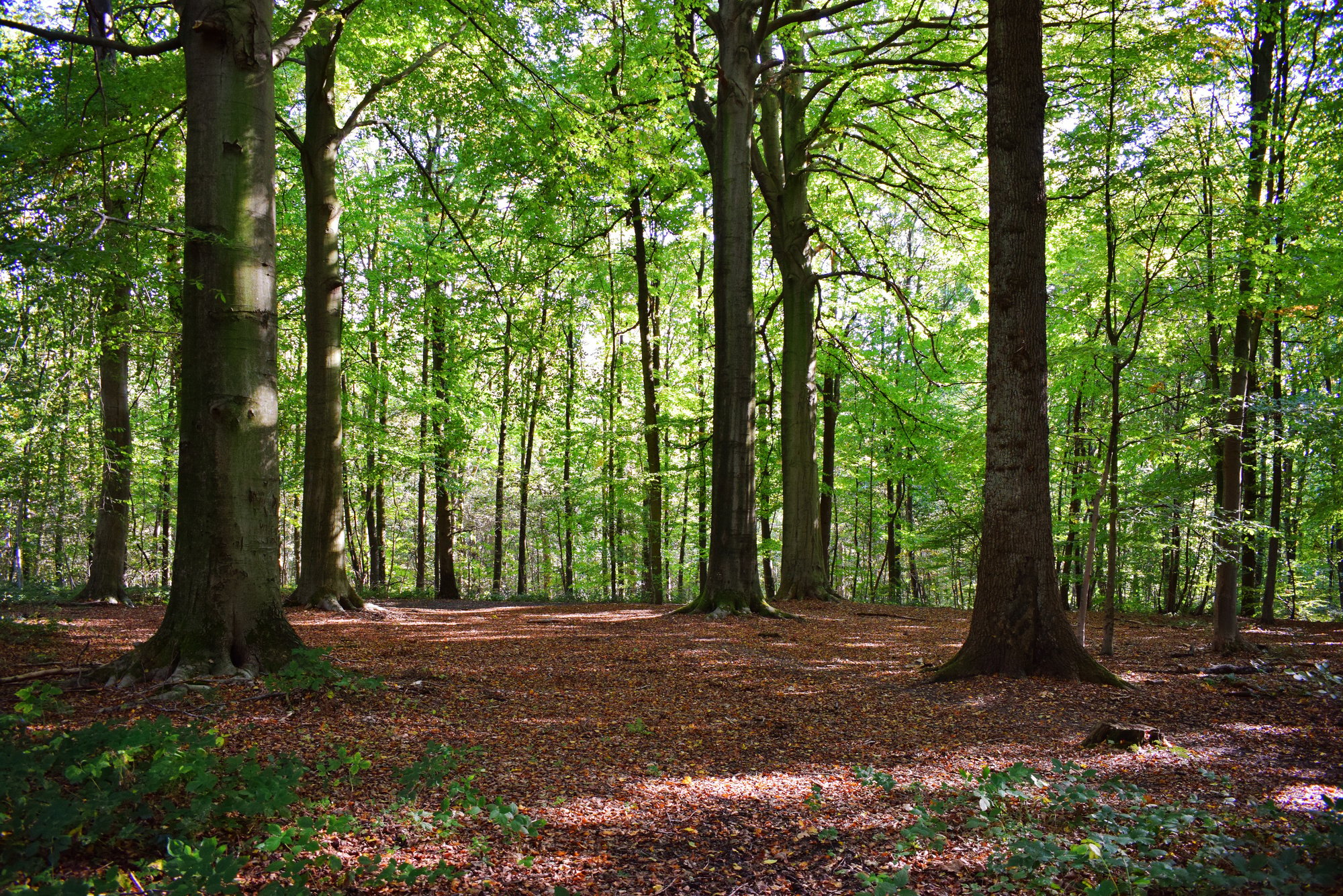 forest wood trees nature